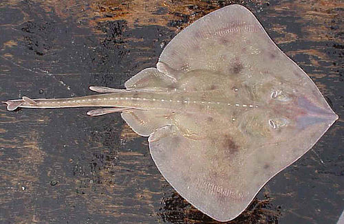 Aleutian skate